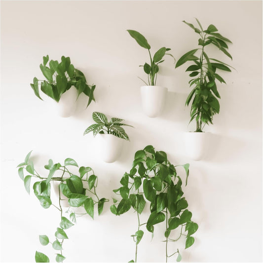 🏡 Beautiful & Practical! Self-Watering Wall Planters for Any Room 🌱
